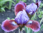 Iris - Vilkdalgis - Bright Beacon